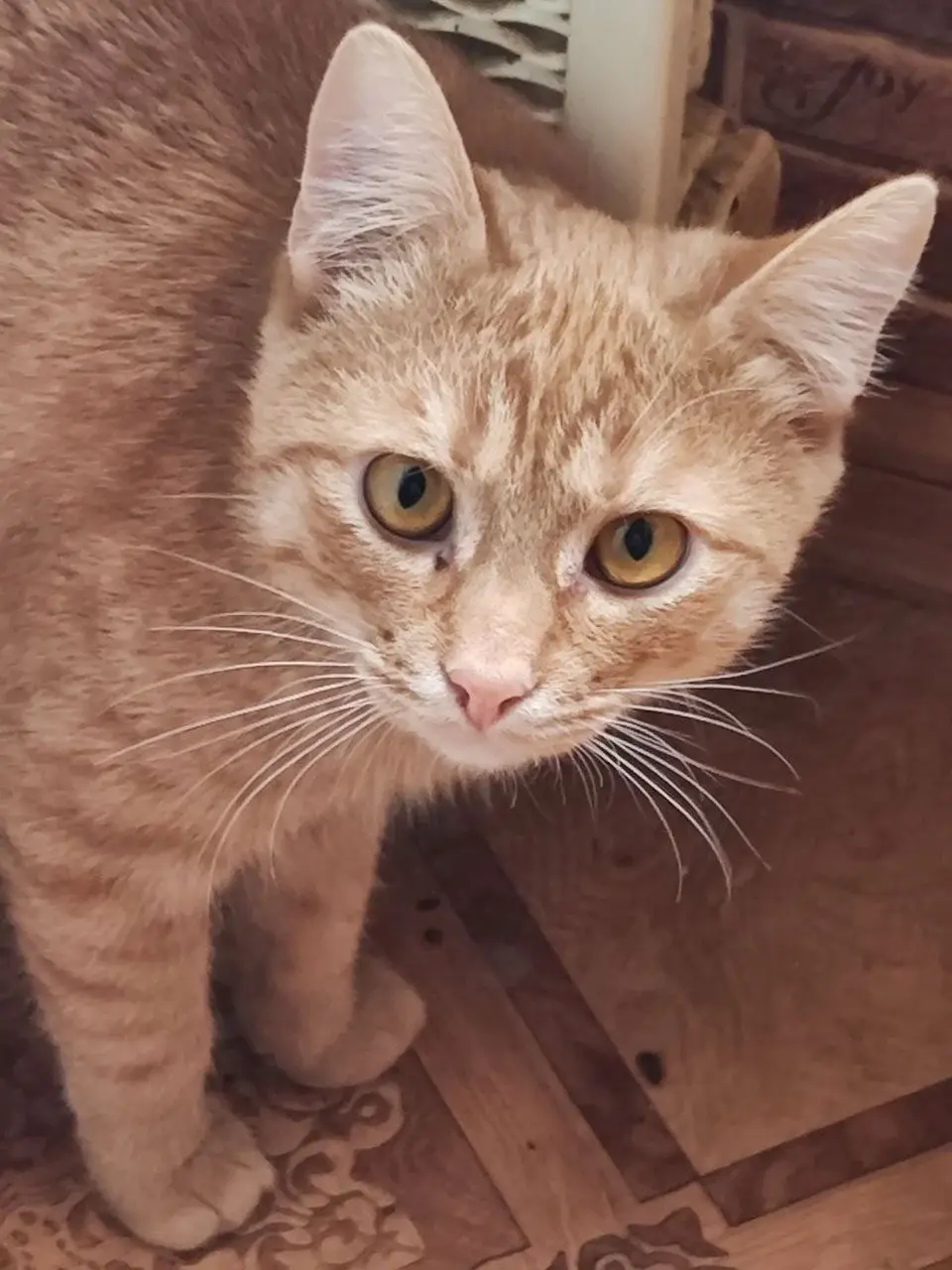Котик Рыжее солнышко.