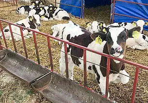 Тайное стало явным: в Шкловском районе на аграрном предприятии скрыли падеж 70 животных