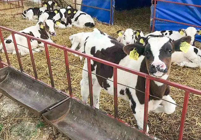 Тайное стало явным: в Шкловском районе на аграрном предприятии скрыли падеж 70 животных