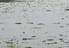 В Ивацевичском районе мужчина утонул в мелиоративном канале