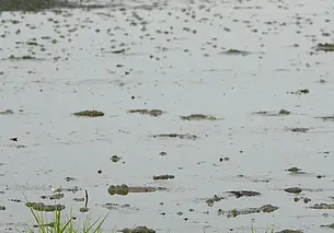 В Ивацевичском районе мужчина утонул в мелиоративном канале