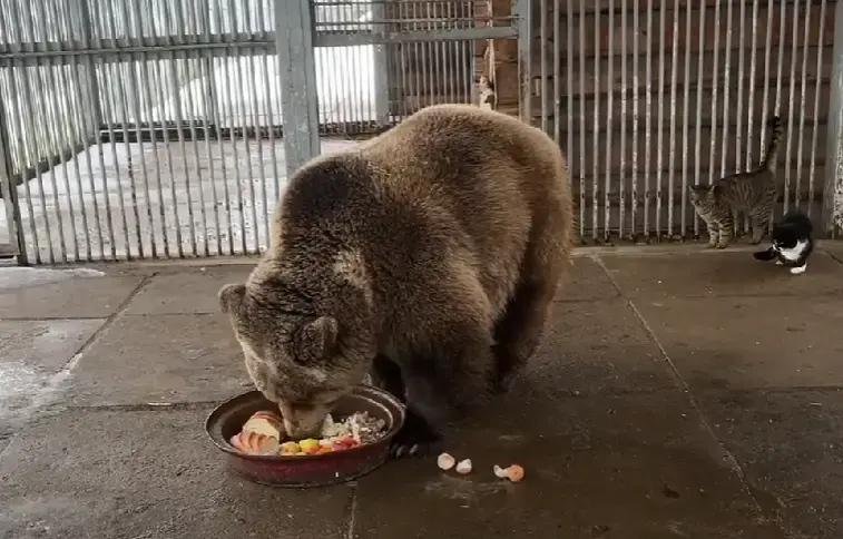 Февраль 2024 г., Могилевский зоопарк. Медведь Федор. Фото: скриншот.