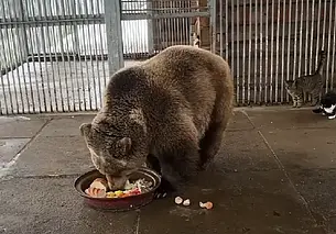 Медведь Федор из Могилевского зоосада проснулся от зимней спячки