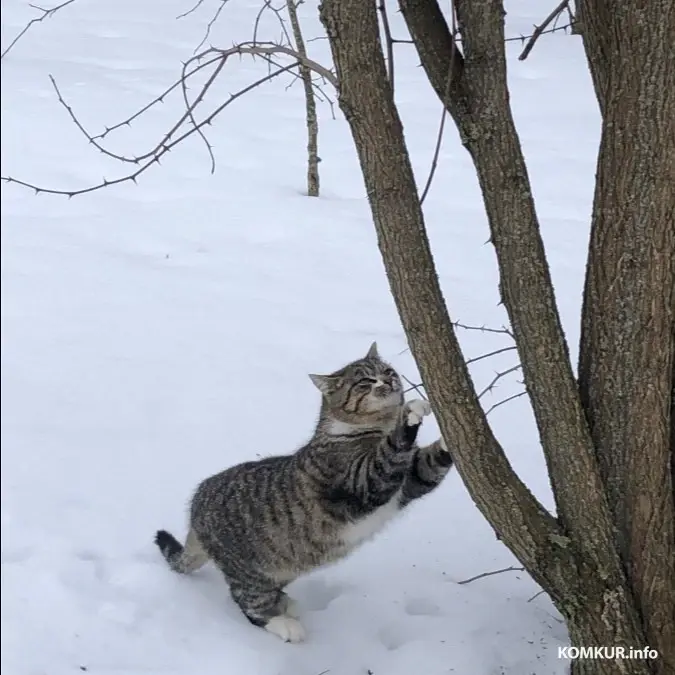 Январь 2024 года. Кот-путешественник в соседний санаторий.