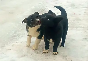 Потеряшка-кот шотландской породы, щенки, котята и собака Альта: кто ищет хозяина в Могилеве