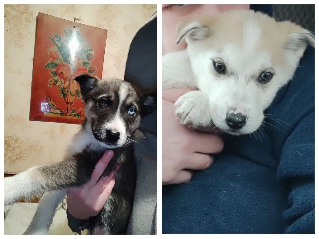 Щенки-метисы хаски.