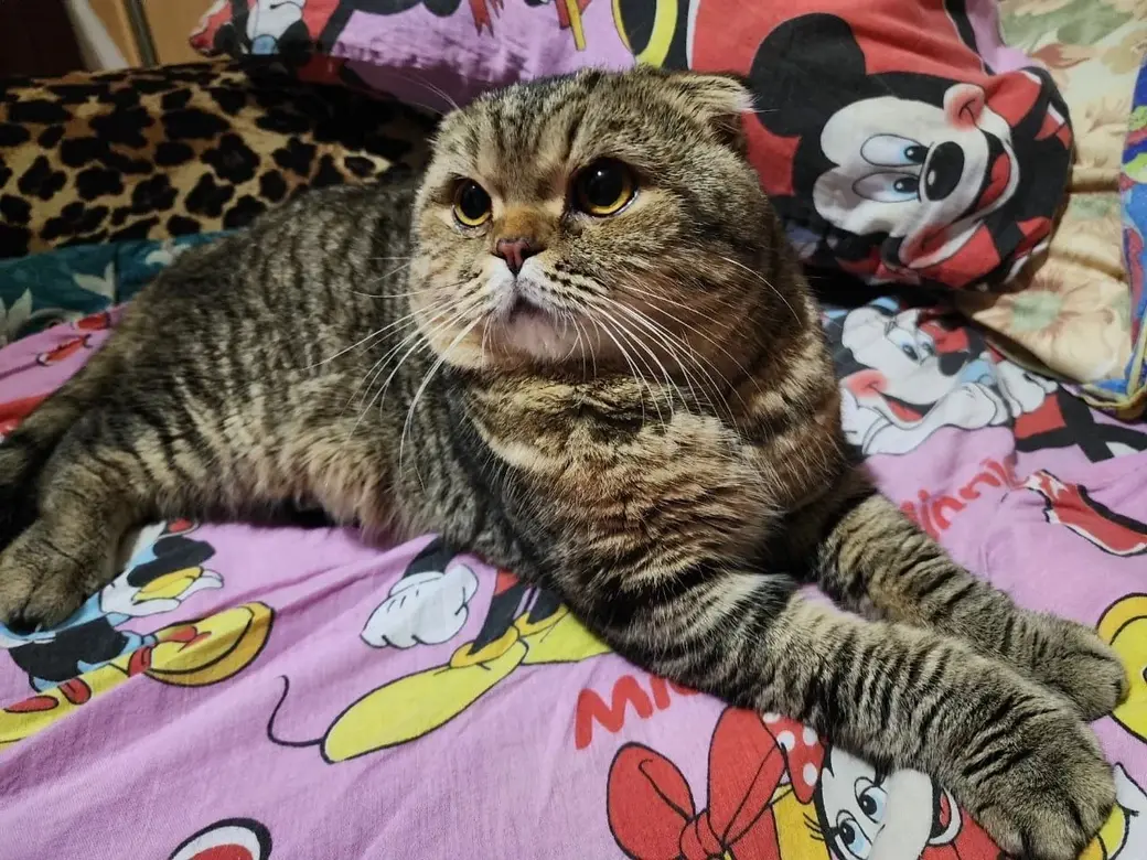 Потеряшка-кот.