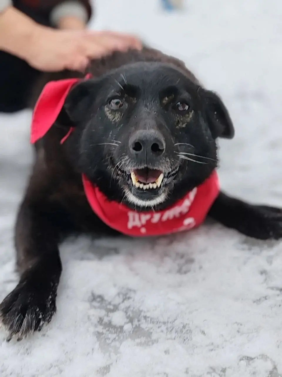 Собака Альта.