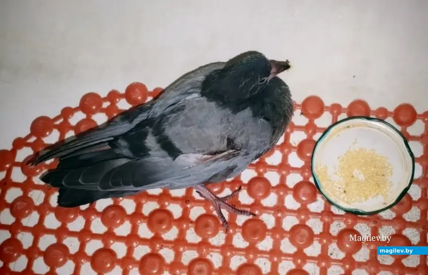 2024 г. Бобруйск. Голубь Навигатор, которого спасла Ольга Сергеева, уже кушает сам.