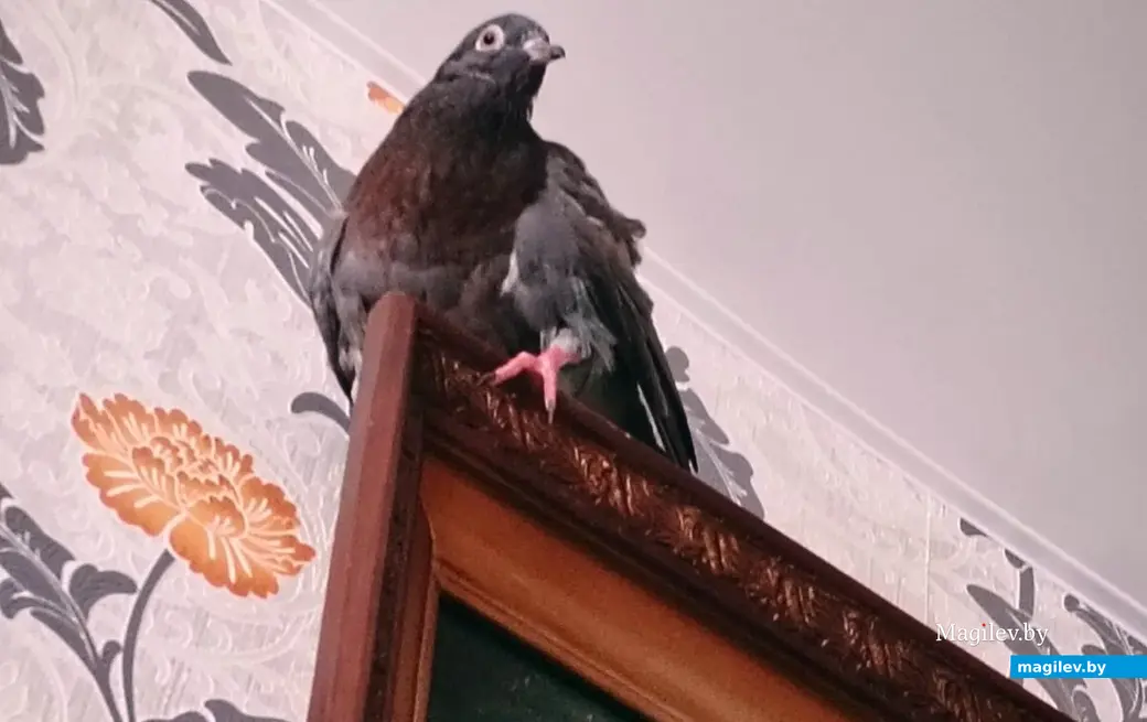 2024 г. Бобруйск. Голубь, спасенный Ольгой Сергеевой. Навигатор любит высокие места.