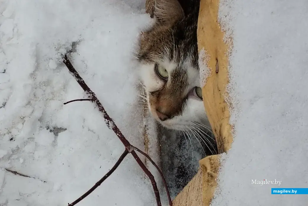 2024 г. Бобруйск. Тот самый кот Васька из Авиагородка.