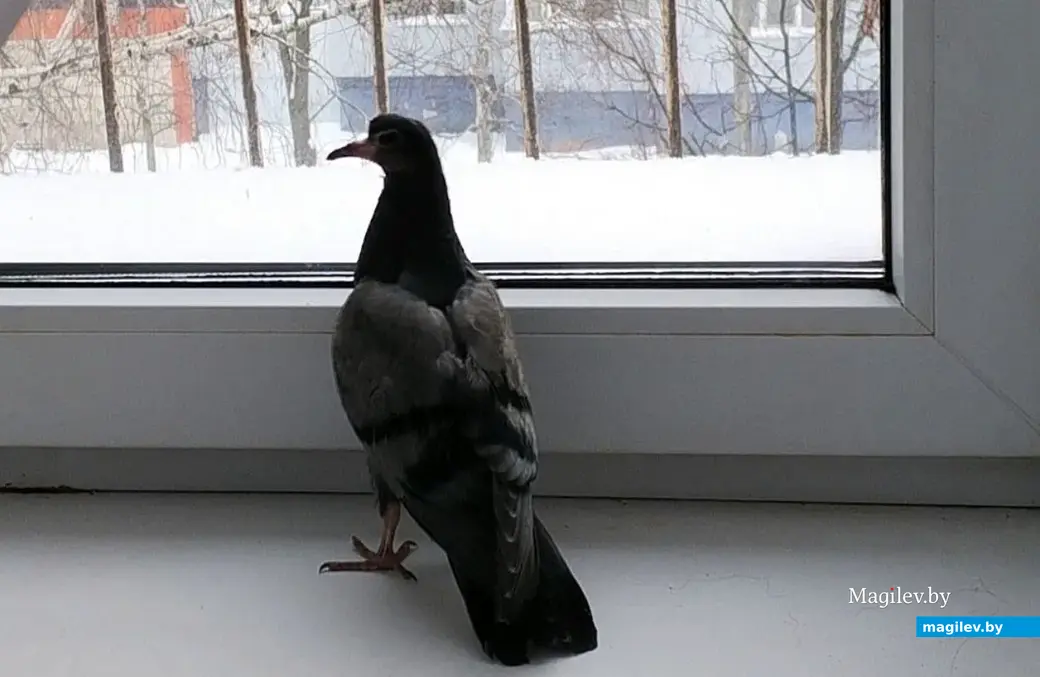 2024 г. Бобруйск. Голубь, спасенный Ольгой Сергеевой. Навигатору нравится сидеть на подоконнике и смотреть в окно, наблюдая за «своими».