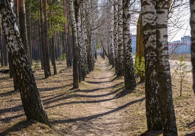 Синоптики рассказали, каким будет начало весны в Беларуси