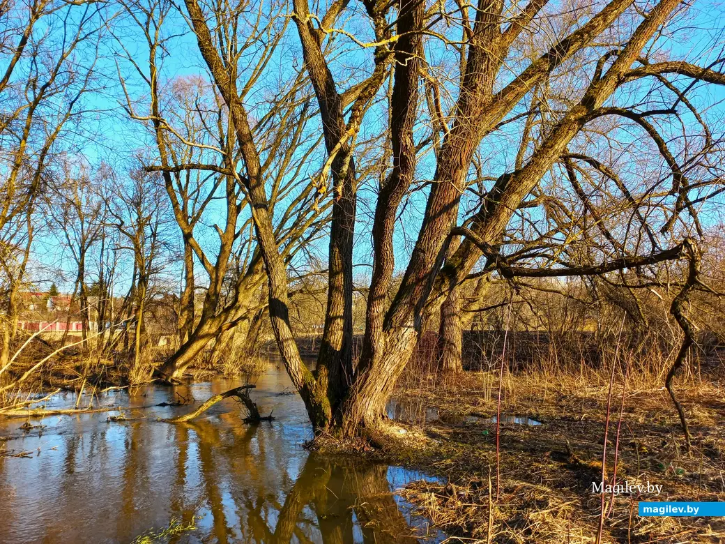 27.02.2024 г., Могилев, речка Дубровенка во всей красе.
