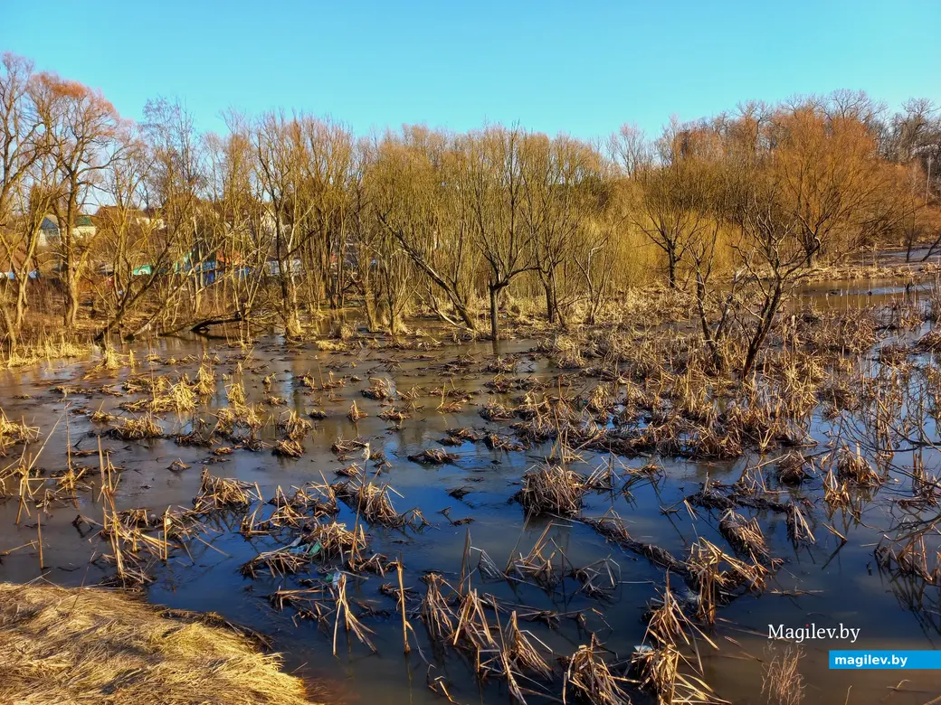 27.02.2024 г., Могилев, речка Дубровенка во всей красе.