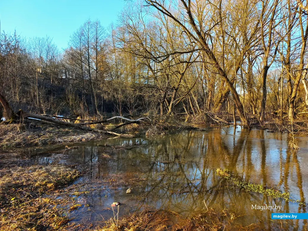27.02.2024 г., Могилев, речка Дубровенка во всей красе.