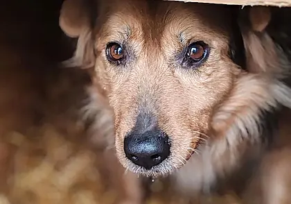 Кот Валик, собака Алисушка и щенок Пиратик: кто ищет хозяина в Могилеве