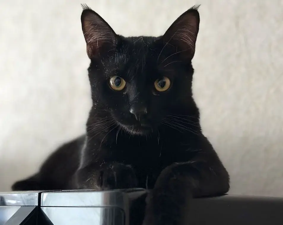 Кот Валик.