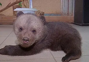 В Могилевском зоосаде – новая питомица: малышка-медведица