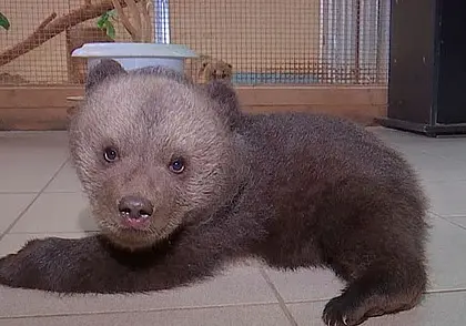 В Могилевском зоосаде – новая питомица: малышка-медведица