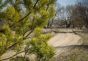 Ограничения на посещения лесов введены по всей Беларуси