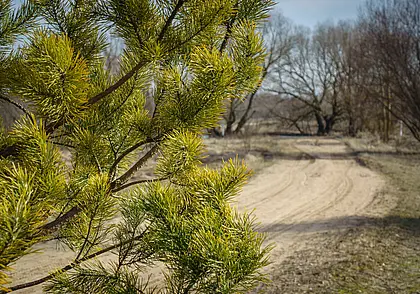 Ограничения на посещения лесов введены по всей Беларуси