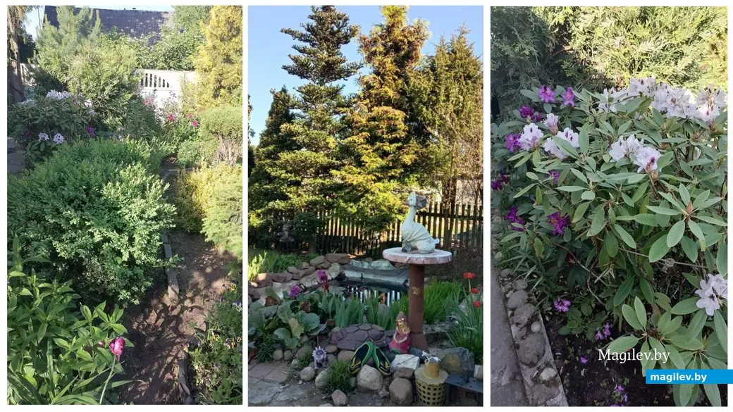 Любимый сад Тамары Буглак