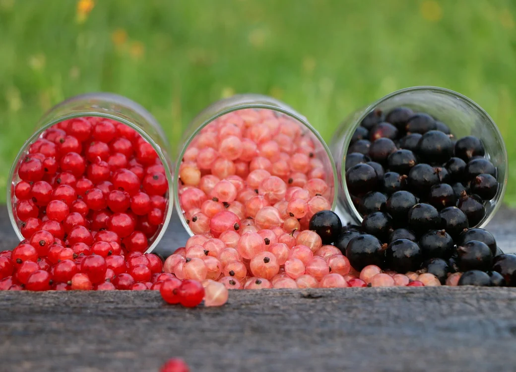 Смородина – настоящая витаминная бомба. Фото: pixabay.com