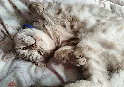 Питомец потерялся на даче