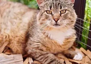 Кот Феликс, собака Кира и щенки без кличек: кто ищет хозяина в Могилеве