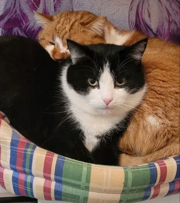 Коты могилев. Коты могилев