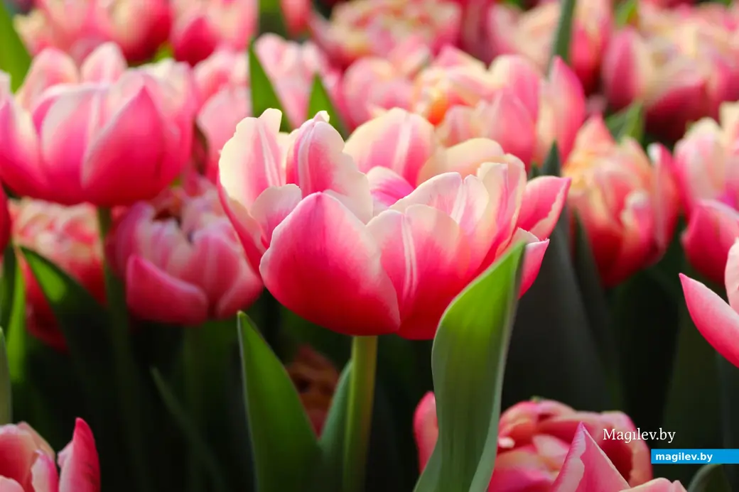 Февраль 2024 года. Белыничский район. Тюльпаны, выращенные в парнике Филимоновыми.