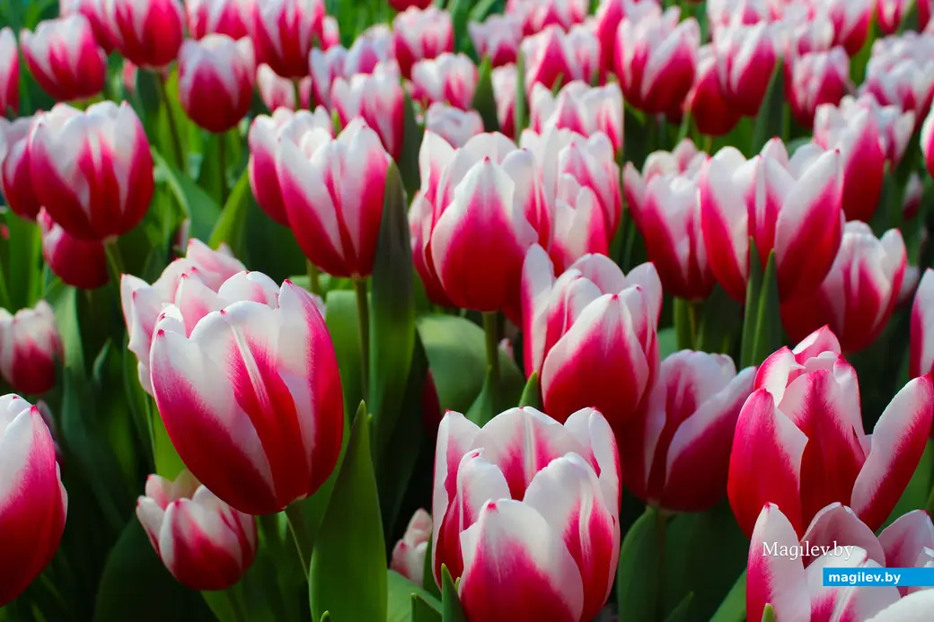 Февраль 2024 года. Белыничский район. Тюльпаны, выращенные в парнике Филимоновыми.