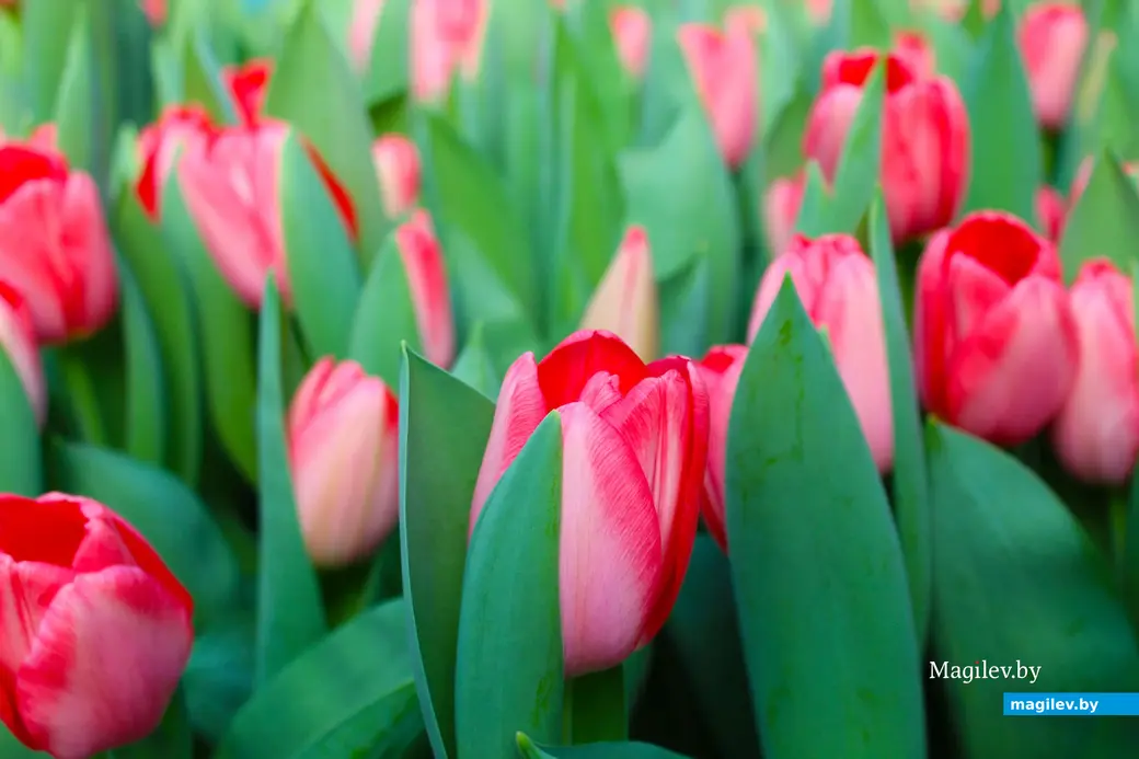 Февраль 2024 года. Белыничский район. Тюльпаны, выращенные в парнике Филимоновыми.