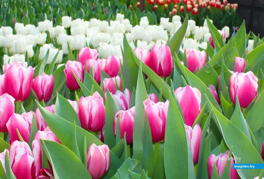 Февраль 2024 года. Белыничский район. Тюльпаны, выращенные в парнике Филимоновыми.