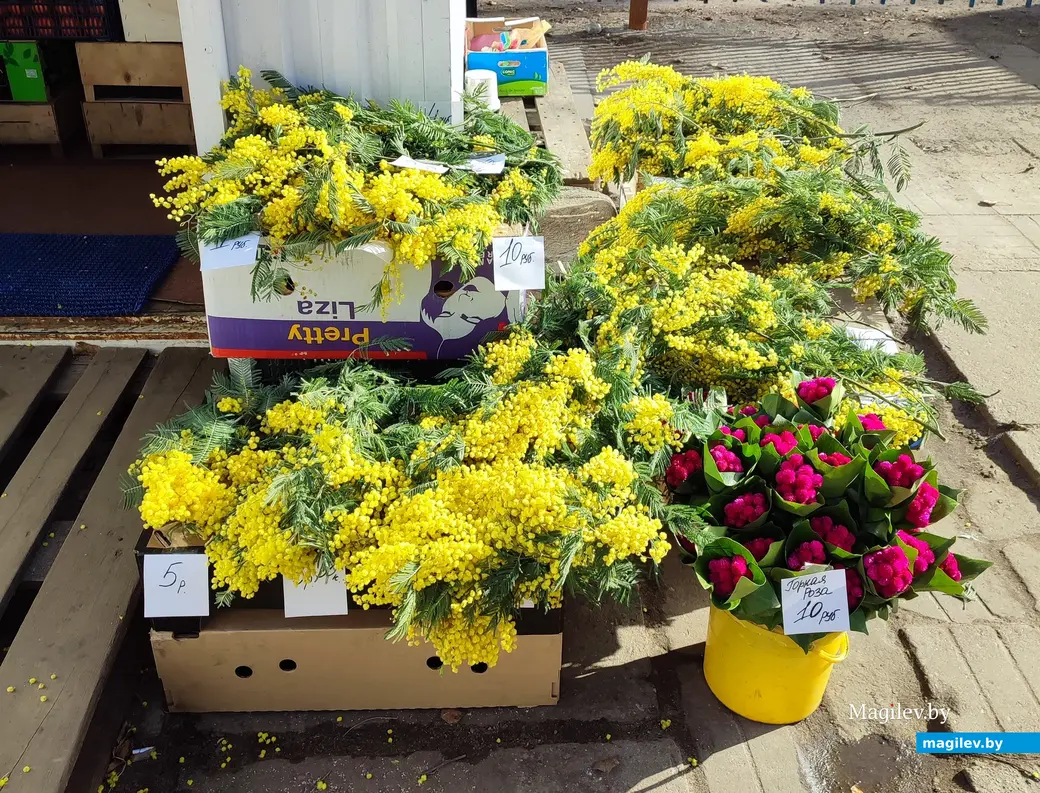 Восьмое марта на носу. В Могилеве начали продавать тюльпаны и мимозу. 6 марта 2024 года.