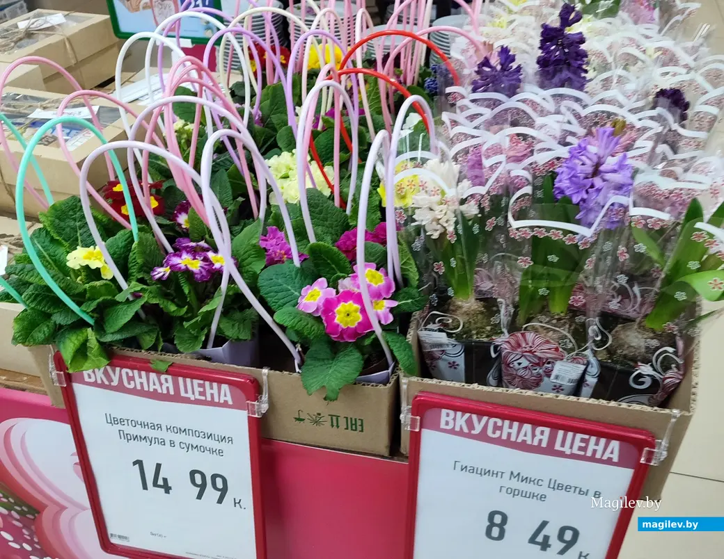 Восьмое марта на носу. В Могилеве начали продавать тюльпаны и мимозу. 6 марта 2024 года.