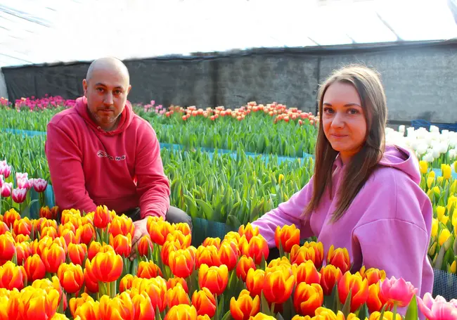 «Выгодное дело, но очень хлопотное»: как семья Филимоновых выращивает тюльпаны в Белыничском районе