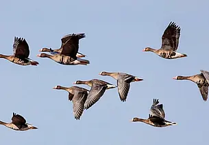 Весенний сезон охоты на пернатую дичь открыт в Беларуси