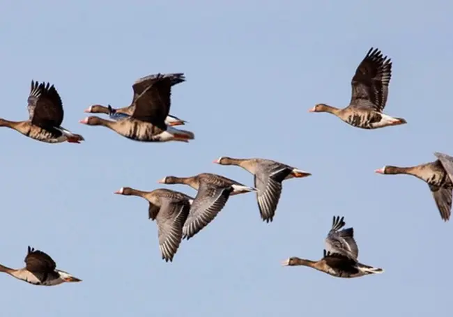 Весенний сезон охоты на пернатую дичь открыт в Беларуси