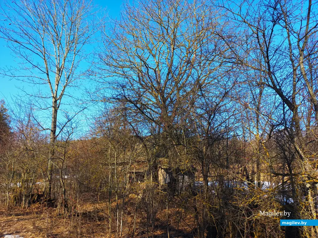 09.03.2024 г., Шкловский район, дер. Троица.