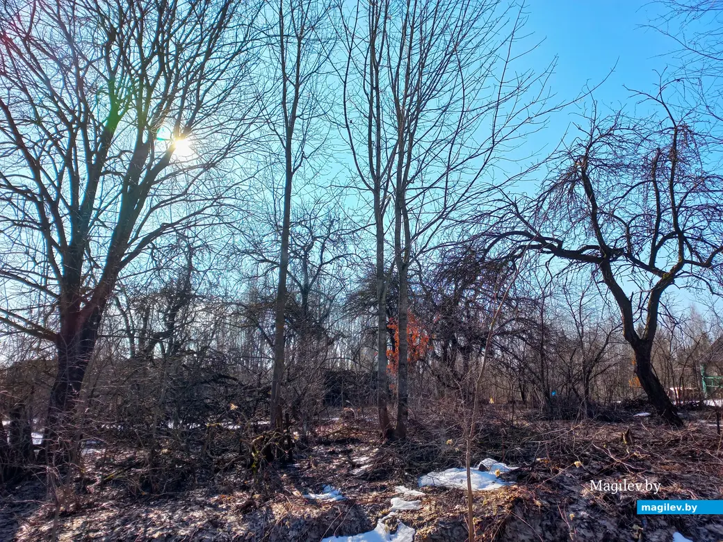 09.03.2024 г., Шкловский район, дер. Троица.