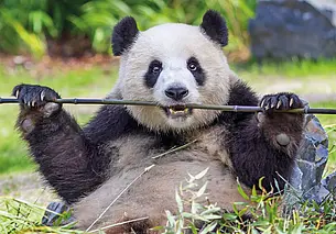 Милейшая панда и еще 1500 видов животных. Погуляем по берлинскому зоопарку