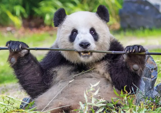 Милейшая панда и еще 1500 видов животных. Погуляем по берлинскому зоопарку