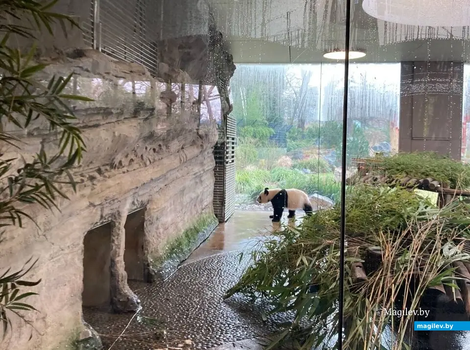 Милейшая панда и еще 1500 видов животных. Погуляем по берлинскому зоопарку. Февраль, 2024 года.