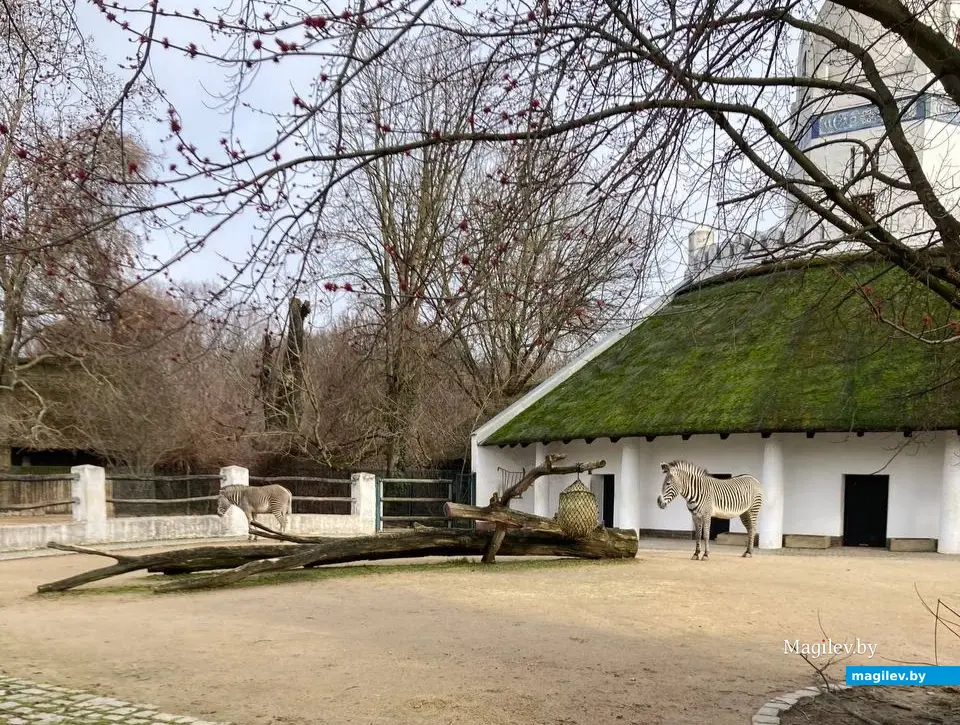 Милейшая панда и еще 1500 видов животных. Погуляем по берлинскому зоопарку. Февраль, 2024 года.