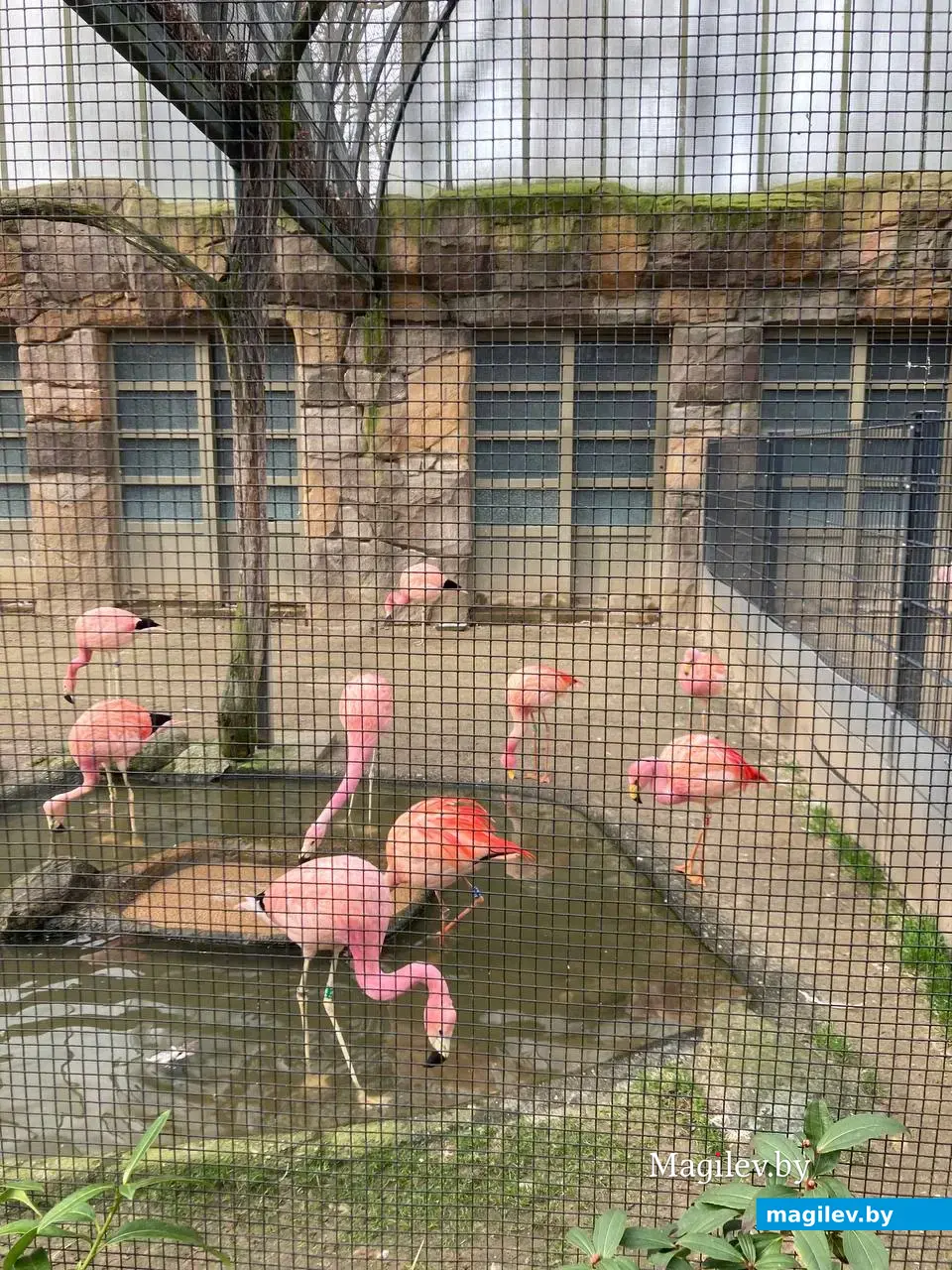 Милейшая панда и еще 1500 видов животных. Погуляем по берлинскому зоопарку. Февраль, 2024 года.