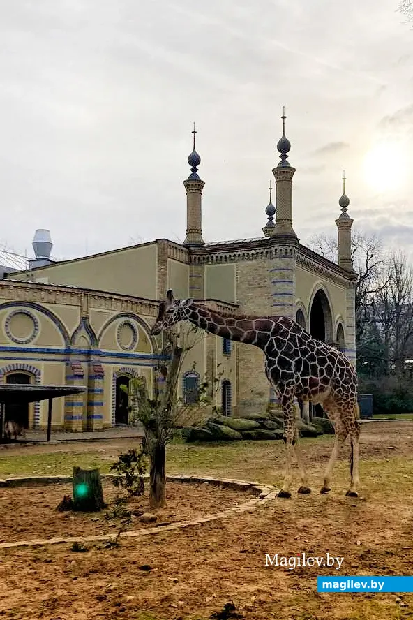 Милейшая панда и еще 1500 видов животных. Погуляем по берлинскому зоопарку. Февраль, 2024 года.