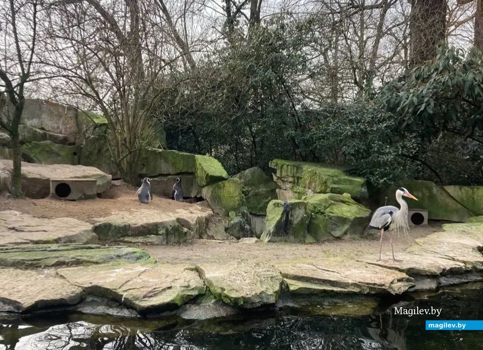 Милейшая панда и еще 1500 видов животных. Погуляем по берлинскому зоопарку. Февраль, 2024 года.