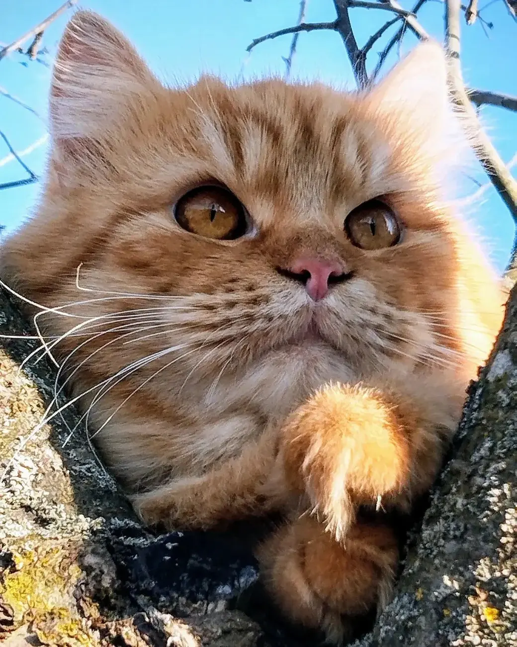 Март 2024 г. Могилевский район, окрестности деревни Фойно. Рыжий красавец тоже почувствовал весну.